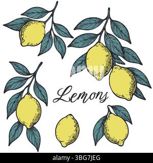 Vintage lemon illustration with hand drawn yellow fruits and teal leaves on white background. Elegant botanical design with Lemons script in the Stock Vector