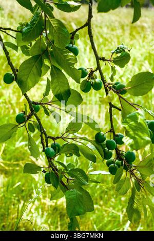 Mirabelle plum fruits ripening (will turn from green to yellow) - central France. Stock Photo