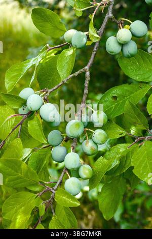 Mirabelle plum fruits ripening (will turn from green to yellow) - central France. Stock Photo