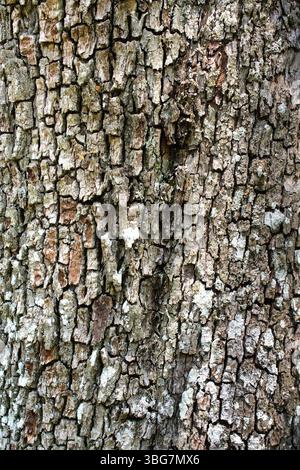 Detail of textured bark of 150-year old Pear (Pyrus) tree - central France. Stock Photo