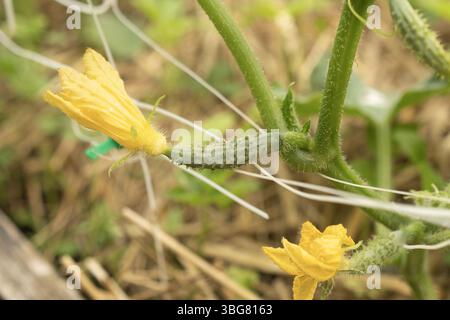 Small green cucumbers ripen on a branch with yellow flowers Stock Photo