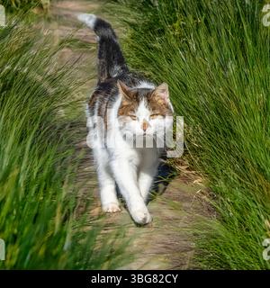 tabby cat walking in grass Stock Photo
