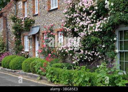 roses on picturesque cottage wall, burnham market, north norfolk, england Stock Photo