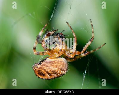 European garden spider / Cross orbweaver (Araneus diadematus) female wrapping fly prey with silk threads spewed from spinnerets, Wiltshire garden, UK, Stock Photo