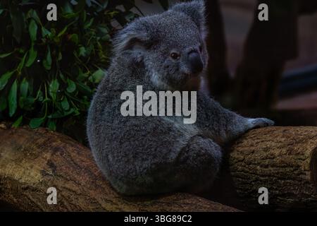 ZooParc de Beauval, France - 23.5.2025: A koala sitting on a tree branch in a dimly lit environment, Phascolarctos cinereus Stock Photo