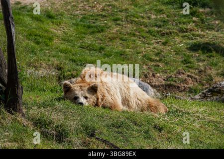 ZooParc de Beauval, France - 23.5.2025: The brown bear (Ursus arctos) resting on green grass in a natural setting. The bear has a light brown fur coat Stock Photo