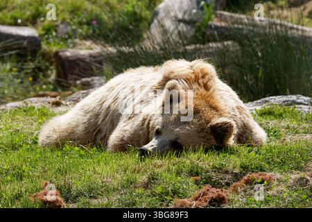 ZooParc de Beauval, France - 23.5.2025: A resting bear lying on green grass, surrounded by natural scenery. The bear has a light brown fur coat and ap Stock Photo