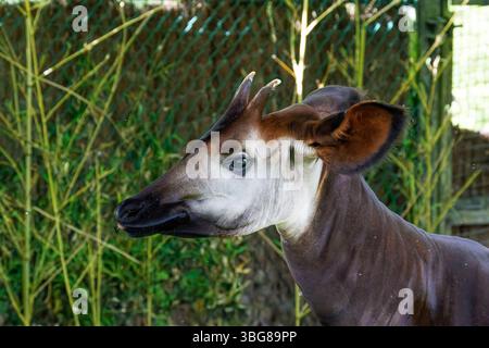 A close-up of an okapi standing in front of a bamboo fence, showcasing its unique striped legs and long neck. The okapi (Okapia johnstoni), also known Stock Photo
