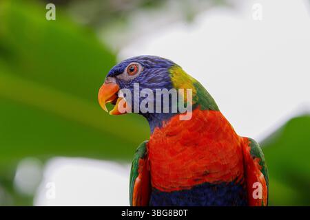 A vibrant rainbow lorikeet perched against a blurred green background. The coconut lorikeet (Trichoglossus haematodus), also known as the green-naped Stock Photo