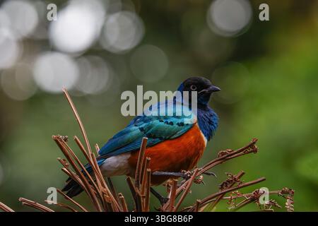A vibrant bird with blue, orange, and black plumage perched on dry branches against a blurred green background. The superb starling (Lamprotornis supe Stock Photo