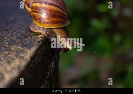 A detailed close-up of a brown-shelled snail slowly crawling on a textured stone surface, with its tentacles extended, set against a softly blurred gr Stock Photo