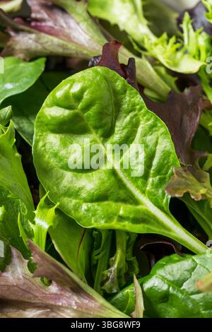 Organic Raw Green Spring Lettuce Mix with Spinach and Arugula Stock Photo