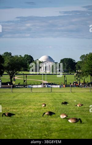 Jefferson Memorial with Grazing Geese on the National Mall in Washington DC | WASHINGTON DC — Canada geese graze on a grassy lawn in the foreground as the Jefferson Memorial rises across the Tidal Basin behind them, its white marble colonnade and shallow dome reflected in the still water. The neoclassical monument honors Thomas Jefferson, the third President of the United States and principal author of the Declaration of Independence, and was designed by architect John Russell Pope — completed after his death by partners Otto R. Eggers and Daniel P. Higgins — and dedicated on April 13, 1943. T Stock Photo