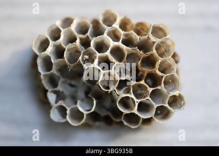 Hexagonal structure of wasp nest made of cellulose Stock Photo - Alamy