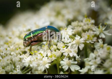 Green Rose Chafer (Cetonia aurata) side view on Common Hogweed Stock Photo