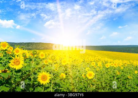 A field with bright blooming sunflowers and a sunrise on the horizon. Stock Photo