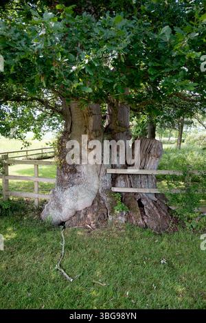 An old gnarled oak tree, Warwickshire, UK Stock Photo