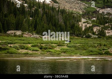 Moose Graze Across Lawn Lake In Rocky Mountain National Park Stock Photo