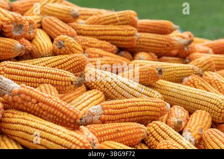 Close up of Corn can be use as Background. Cornfield at Harvest. Golden ripe Corn. Corn Texture. Corn is a healthy grain and source of fiber, vitamins. Stock Photo