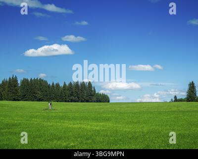 Hilly landscape view on a pasture and small hide for the hunter in front of group of conifers under blue sky with small white clouds in summer in dayl Stock Photo