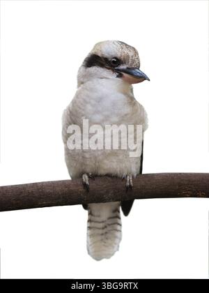 Kookaburra isolated on white background Stock Photo