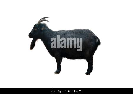 black goat isolated on white background Stock Photo