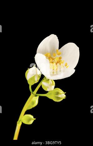 Studio close-up of a semi-open flower with five buds of a European pipe bush (lat .: philadelphus coronarius) on a black background at aperture 22 Stock Photo