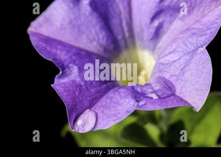Studio shot of a blue petunia flower (lat: Petunia) with water droplets on the edge of the flower in lateral macro view against a black background Stock Photo