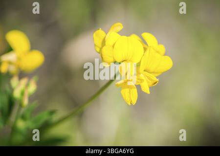Close-up of a common horn-clover flower (Lotus corniculatus) on a rock wall in the Allgaeu / Bavaria / Germany Stock Photo