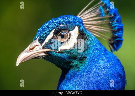 Close-up portrait of a beautiful Indian Peacock at the Yellow River Wildlife Sanctuary near Atlanta in Lilburn, Georgia. (USA) Stock Photo