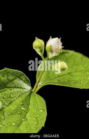Studio close-up of three moist buds of a European pipe bush (lat .: philadelphus coronarius) with single freshly opened buds and leaves on a black bac Stock Photo