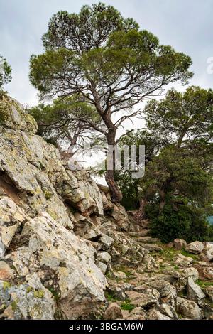 Wind-shaped pine trees growing among jagged volcanic rocks on a mountain slope in Kameno Vouno, Methana, under cloudy skies. Stock Photo