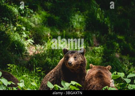 Curious Brown Bear Among Companions at Alternativer Bärenpark Schwarzwald Stock Photo