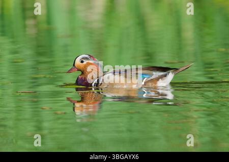 Aix galericulata aka The mandarin duck male on the pond. Lovely colorful duck. Nature of Czech republic. Stock Photo