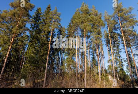 European pine trees (pinus sylvestris) in the forest at Spring, Finland Stock Photo