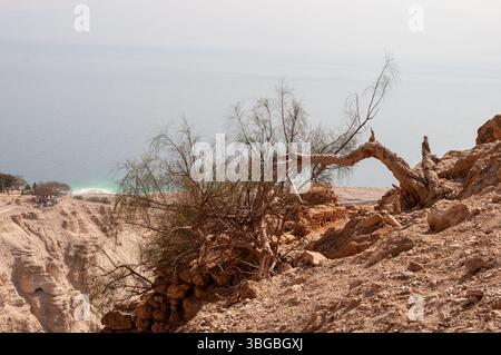 A tree branch is laying on the ground near the ocean. The scene is peaceful and serene, with the ocean in the background and the tree branch adding a Stock Photo