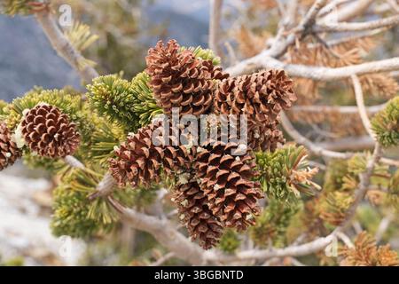open bristlecone pine or Pinus longaeva pine cones on tree branch Stock Photo