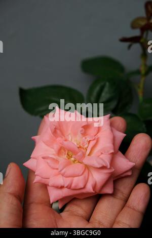 Female hand holding peach roses in the home garden Stock Photo