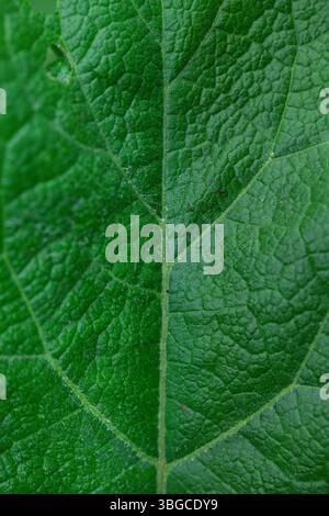 Close-focus photograph of a lush green leaf highlighting central midvein and secondary veins, emphasizing natural symmetry, organic geometry Stock Photo