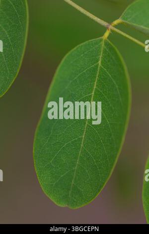 Macro shot of vibrant green leaf showing intricate vein patterns and natural surface structure, ideal for environmental themes, nature photography, or Stock Photo