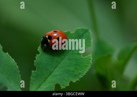 Beautiful close-up of a ladybug sitting on a leaf with detailed background blur, representing springtime, natural balance, beneficial insects. Stock Photo