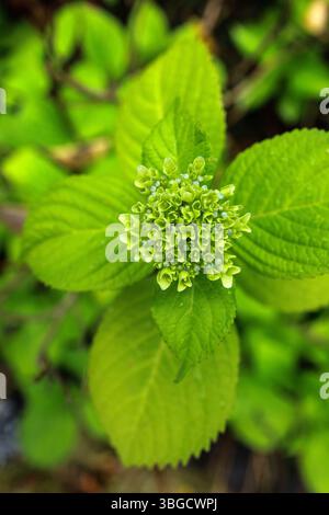 Small green hydrangea buds surrounded by vibrant green leaves showcases its early blooming stage and plant's detailed textures and natural colors. Stock Photo