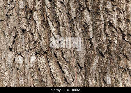 Close-up of rugged, textured tree bark with deep vertical ridges and natural brown tones in daylight. Stock Photo