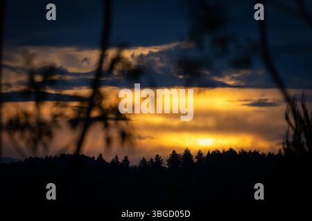 Dramatic golden sunset sky behind the silhouette of a distant pine forest, framed by soft out-of-focus tree branches Stock Photo