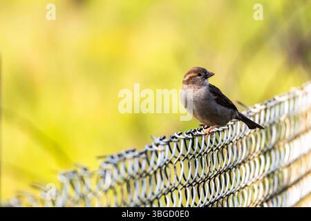 Juvenile sparrow perched on a sunlit chain-link fence, warm golden hour tones creating a peaceful countryside vibe with soft bokeh background. Stock Photo