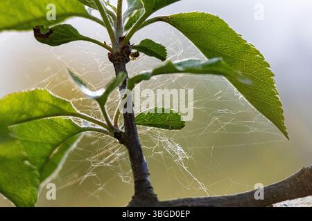 Macro image of spider webs on a small tree branch between fresh green leaves, backlit by sunlight. Stock Photo