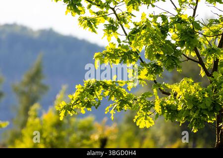 Backlit oak branch with green leaves glowing under the sun with mountain background Stock Photo