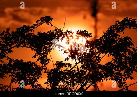 Dramatic sunset with glowing sun behind dense silhouetted tree branches, ideal for nature, travel, and emotional concept designs Stock Photo