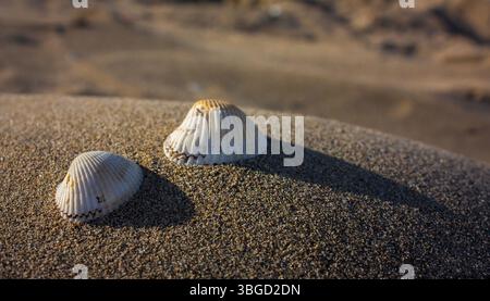 Two seashells are lying on the beach sand in the golden hour, creating long shadows Stock Photo