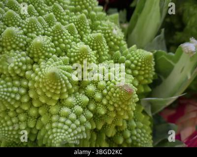 Close-up of a romanesco broccoli head showing its fractal nature composed by many similar shaped cones Stock Photo